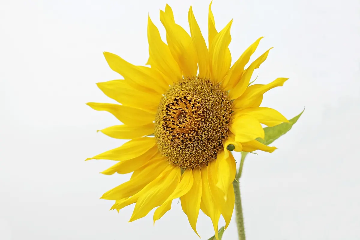 How to Make Pressed-Flower Greeting Cards That Last